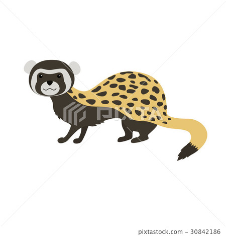 Marbled polecat Vormela peregusna 30842186
