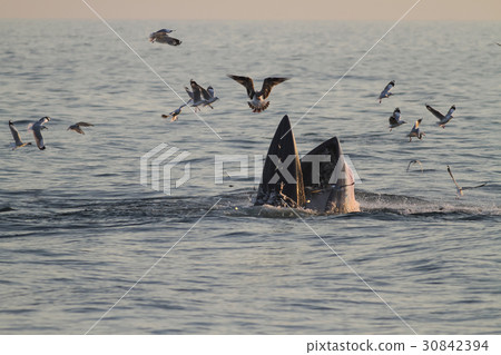 Bryde's whale feeding on a sea in the gulf of Thai 30842394