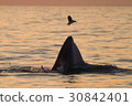 Bryde's whale feeding on a sea in the gulf of Thai 30842401