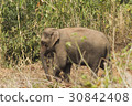 Wild elephants looking for foods near forest borde 30842408