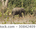 Wild elephants looking for foods near forest borde 30842409