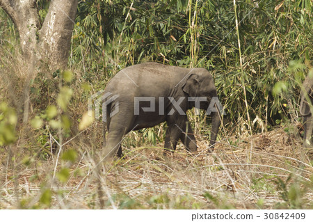 Wild elephants looking for foods near forest borde Wild elephants looking for foods near forest borde 30842409