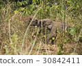 Wild elephants looking for foods near forest borde 30842411