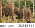 Wild elephants looking for foods near forest borde 30842412