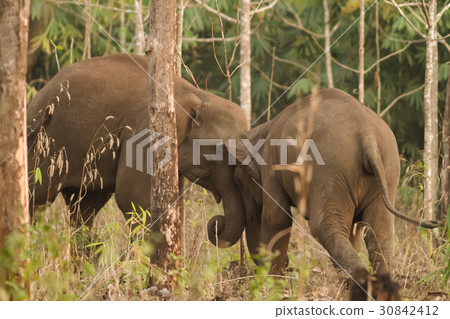 Wild elephants looking for foods near forest borde Wild elephants looking for foods near forest borde 30842412