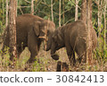 Wild elephants looking for foods near forest borde 30842413