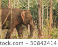 Wild elephants looking for foods near forest borde 30842414