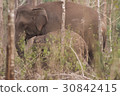 Wild elephants looking for foods near forest borde 30842415