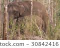 Wild elephants looking for foods near forest borde 30842416