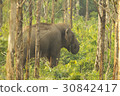 Wild elephants looking for foods near forest borde 30842417