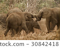 Wild elephants looking for foods near forest borde 30842418