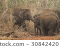 Wild elephants looking for foods near forest borde 30842420