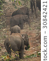 Wild elephants looking for foods near forest borde 30842421