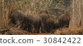 Wild elephants looking for foods near forest borde 30842422