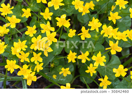 Spring blooming yellow flower caltha Spring blooming yellow flower caltha 30842460