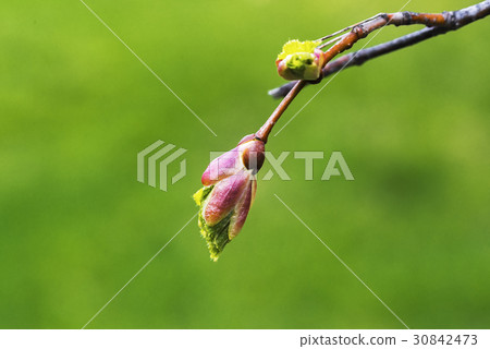 Spring branch of linden  30842473
