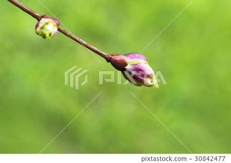 Spring branch of linden  30842477