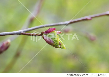 Spring branch of linden  30842485