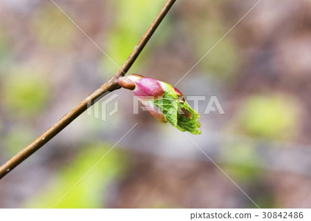Spring branch of linden  30842486