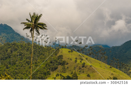 Wax palm trees of Cocora Valley, Colombia 30842516