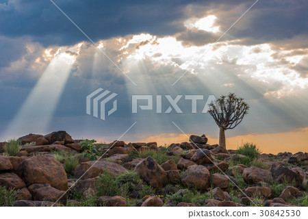 The quiver tree, Keetmanshoop, Namibia The quiver tree, Keetmanshoop, Namibia 30842530