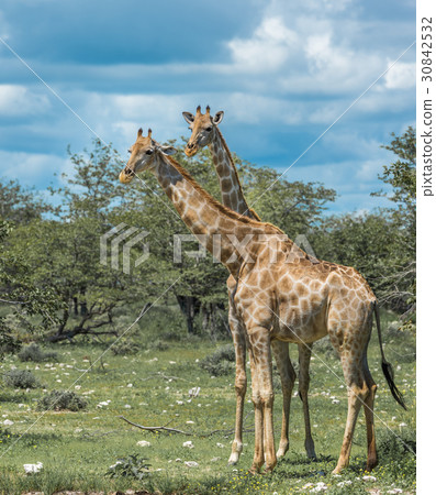 Giraffes in Etosha national park, Namibia 30842532