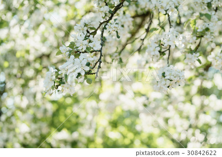 Low angle shot of white apple blossom tree in 30842622