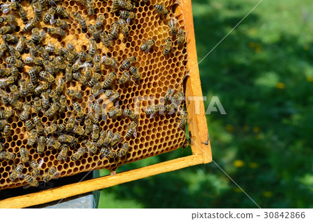 Bees on honeycomb. Bee larvae. Apiculture. 30842866