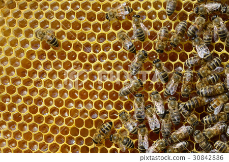 Bees on honeycomb processed fresh nectar into Bees on honeycomb processed fresh nectar into 30842886