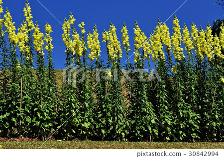 Flowers Flowers 30842994