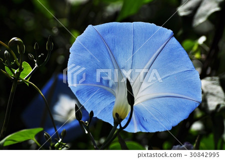 Morning Glory 30842995