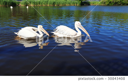 Two white Pelicans in the city zoo, swim along the Two white Pelicans in the city zoo, swim along the 30843408