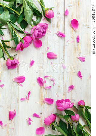 Blooming peonies and pink petals. Blooming peonies and pink petals. 30843877