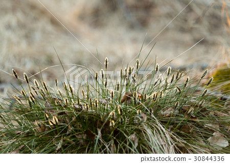 Tussock cottongrass flowering Tussock cottongrass flowering 30844336