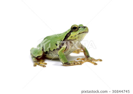 A frog 30844745