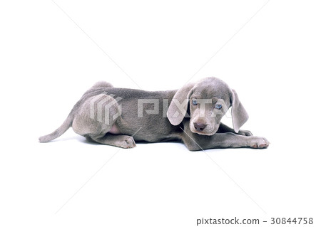 Weimaraner Weimaraner 30844758
