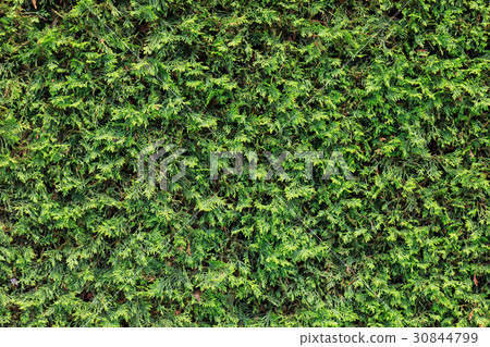 Hiba Fence Hiba Fence 30844799