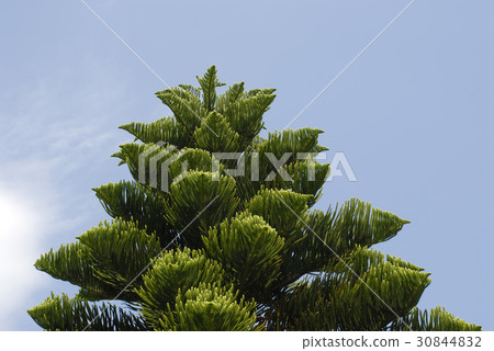 Shimanan Yogisugi 30844832