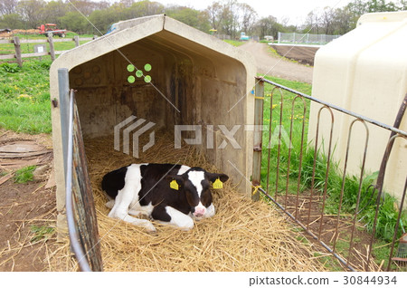 Shinshu Nobeyama Takahara In early summer of Takizawa Ranch, Minamaki Village 30844934