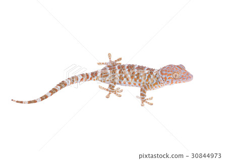 Gecko isolated on white background 30844973