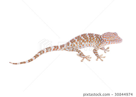 Gecko isolated on white background Gecko isolated on white background 30844974