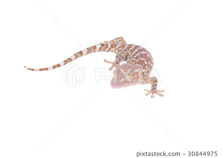 Gecko isolated on white background Gecko isolated on white background 30844975