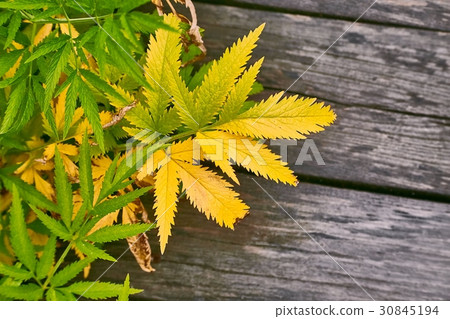 Plant and wood background Plant and wood background 30845194