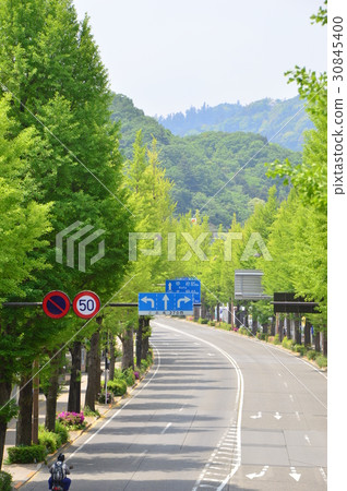 Koshu Road Gingko Namiki Hachioji City Koshu Road Gingko Namiki Hachioji City 30845400