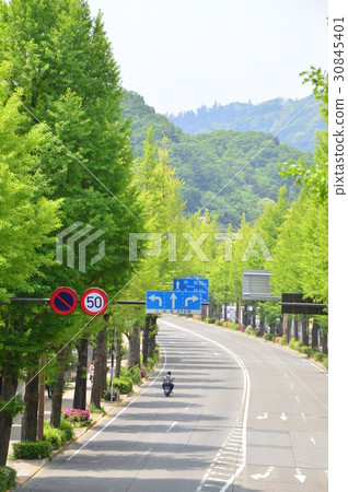 Koshu Road Gingko Namiki Hachioji City Koshu Road Gingko Namiki Hachioji City 30845401
