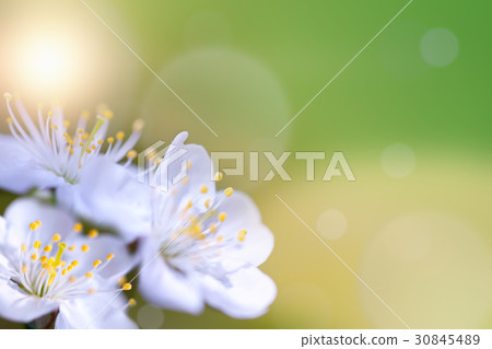 Beautiful spring flowers 30845489