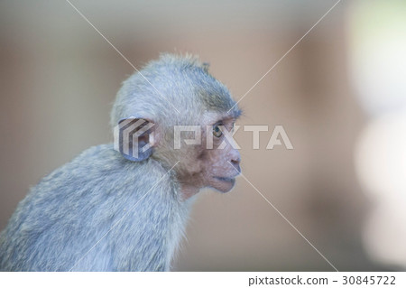 Cute monkey 30845722