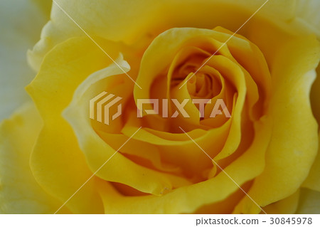 Roses Roses 30845978