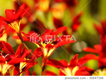 Sparaxis Spring Flower Sparaxis Spring Flower 30847106