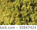 Moss 30847424